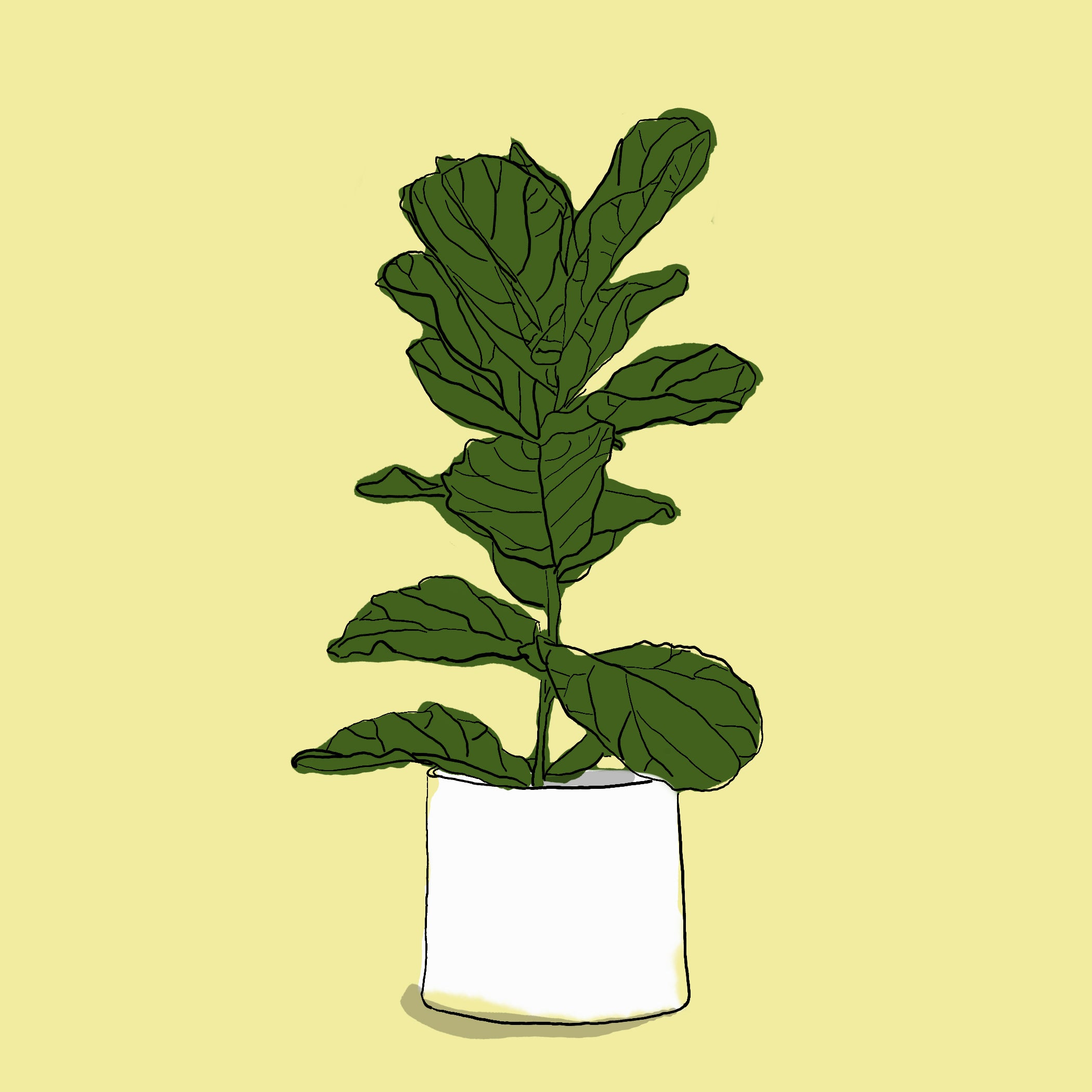 "Fiddle Leaf Fig" Print