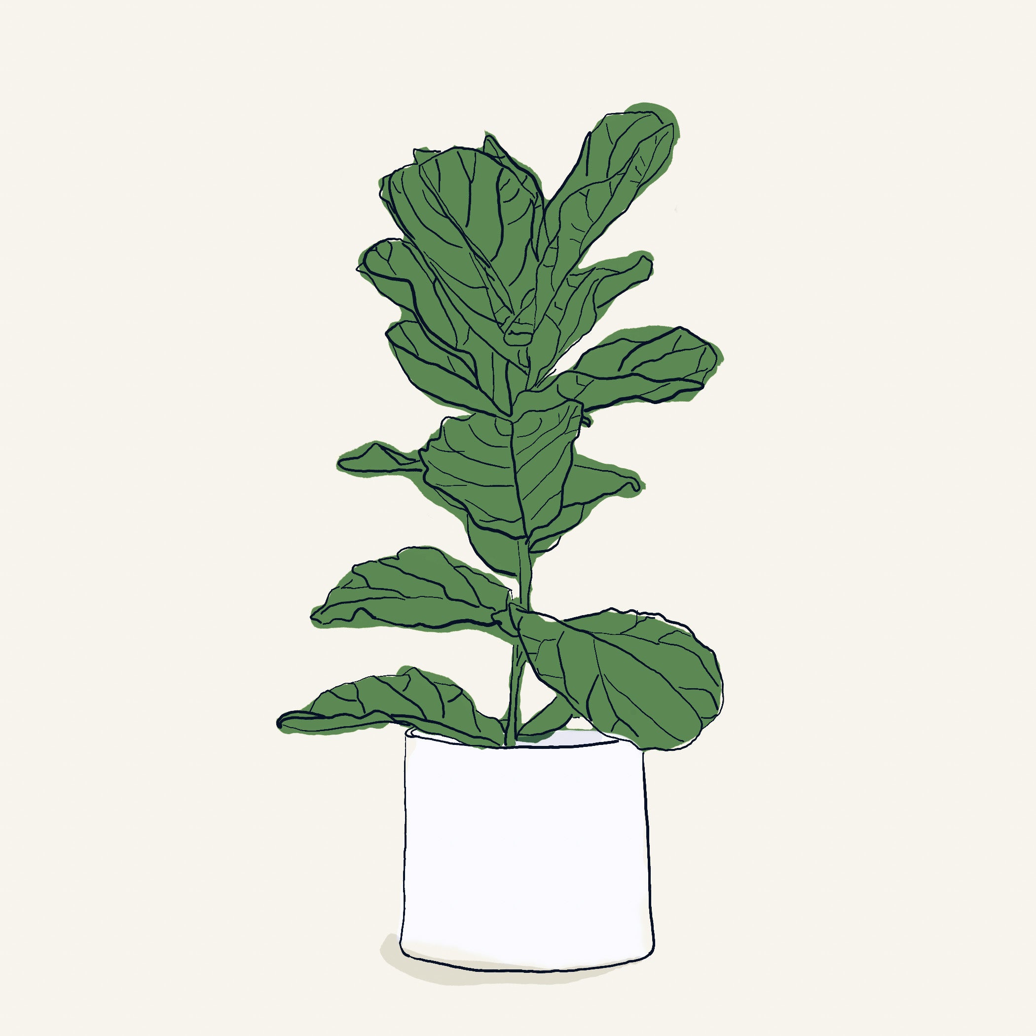 "Fiddle Leaf Fig" Print