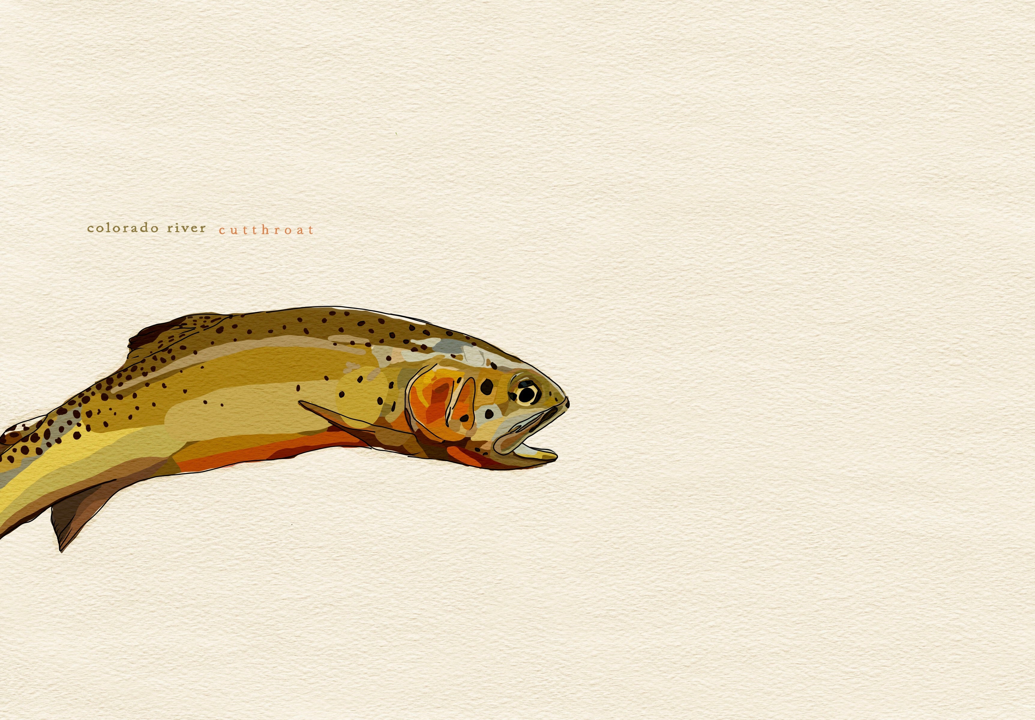 Colorado River Cutthroat