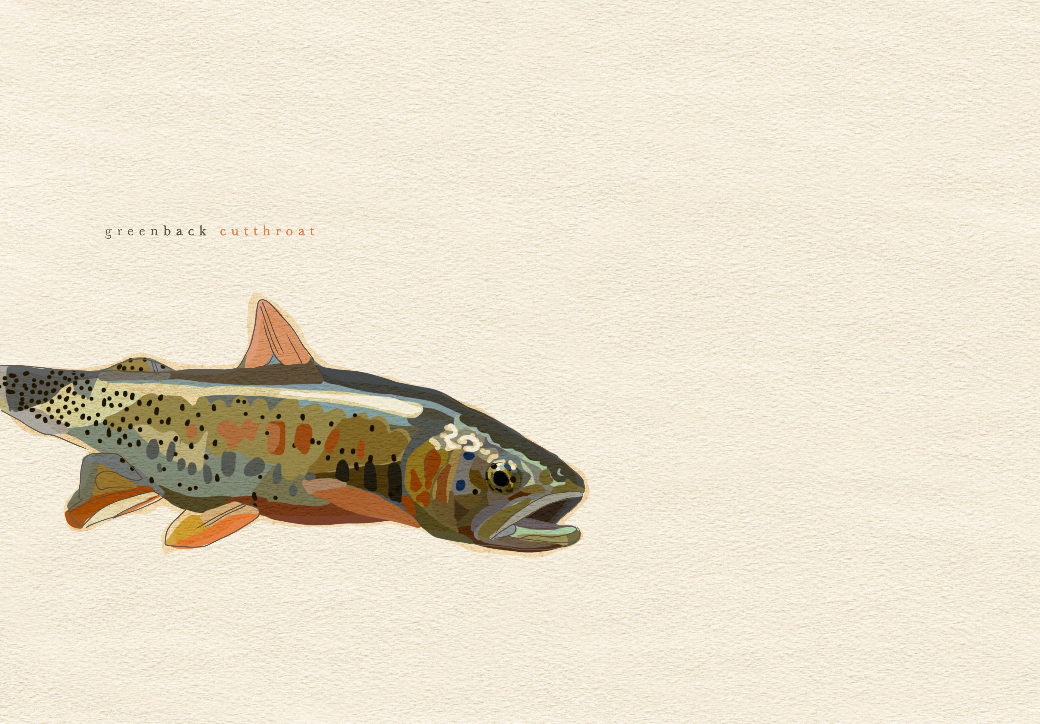 Greenback cutthroat