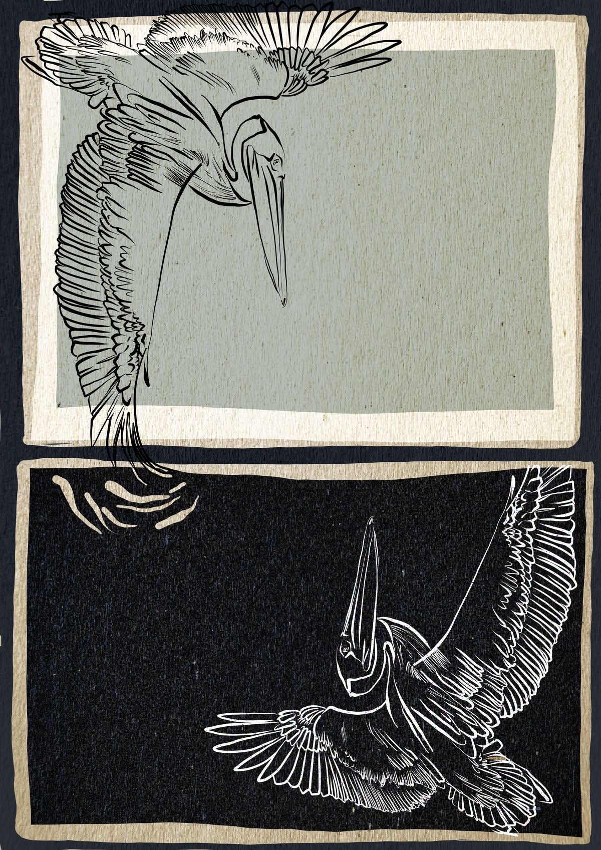 Pelican Reflections