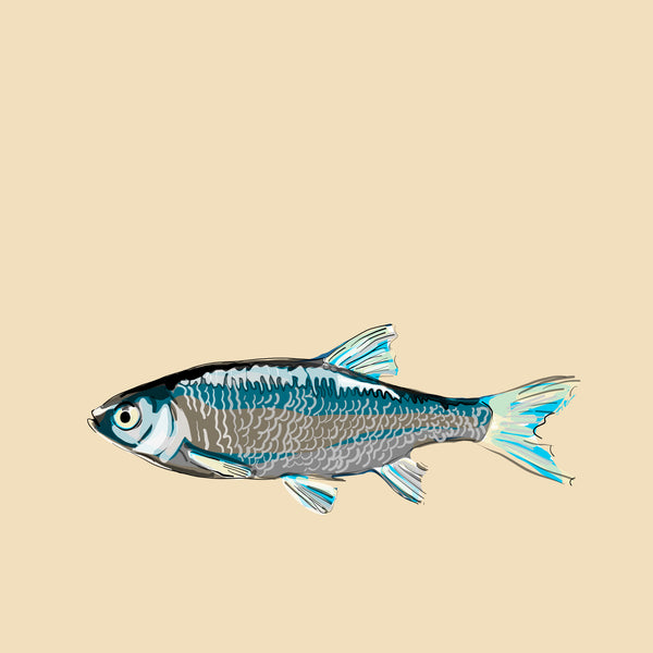 "River Fish" Print