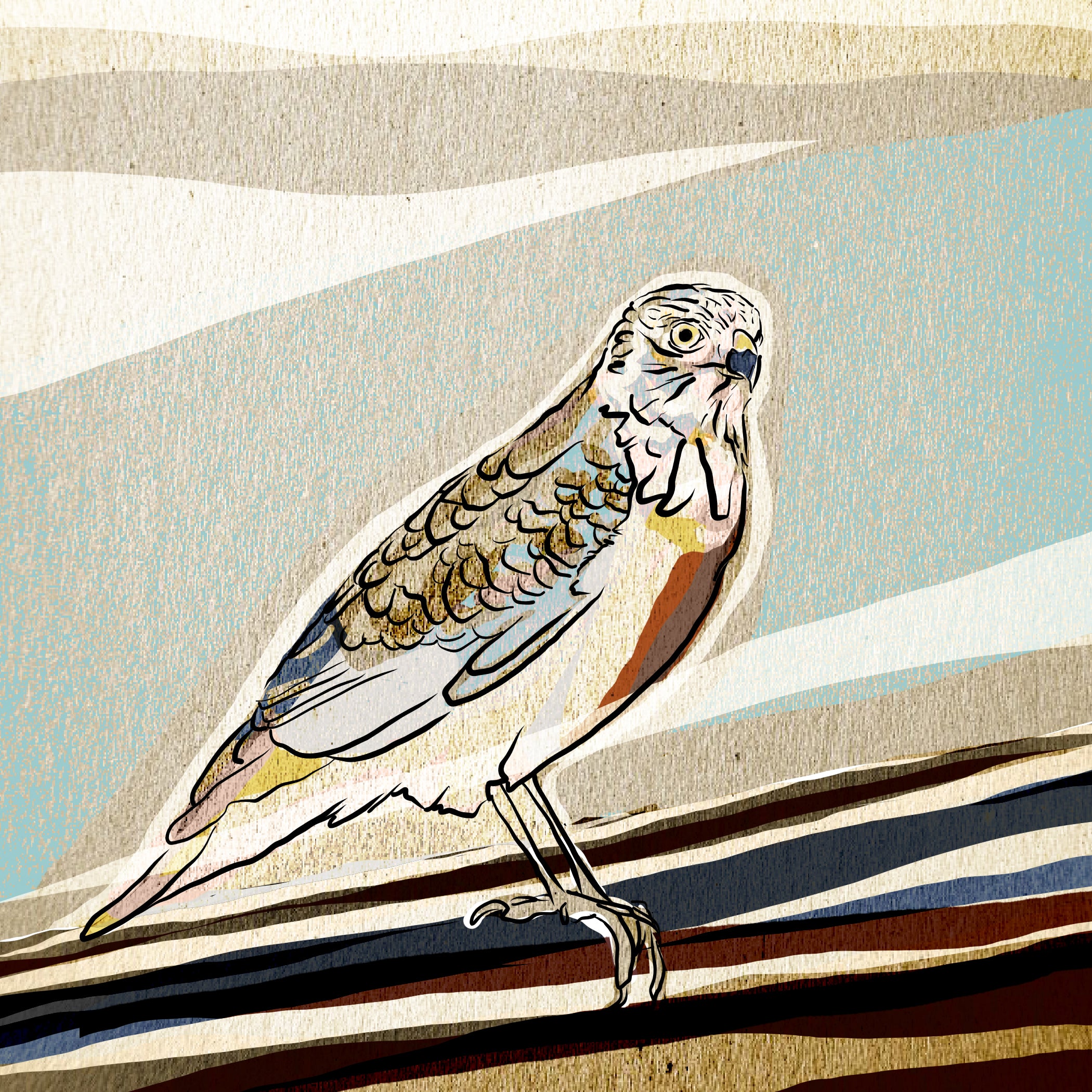 "Mountain Hawk" Print
