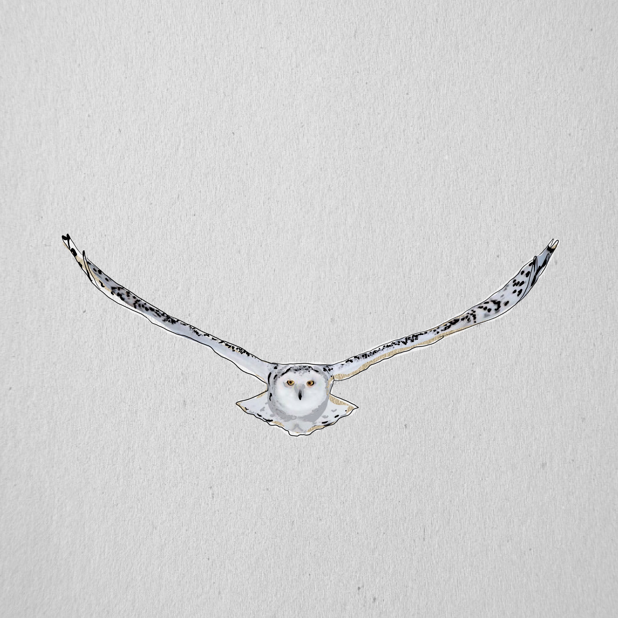 "Snowy Owl" Print