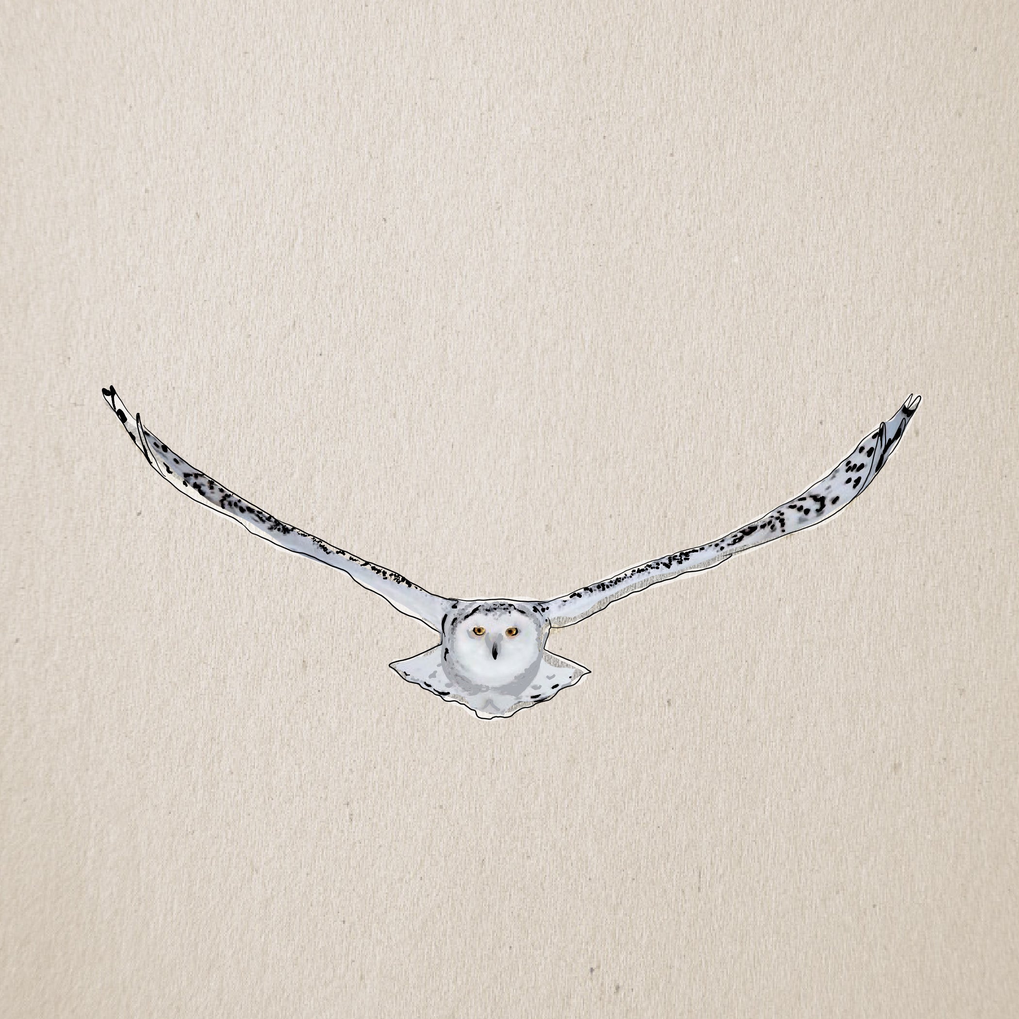 "Snowy Owl" Print