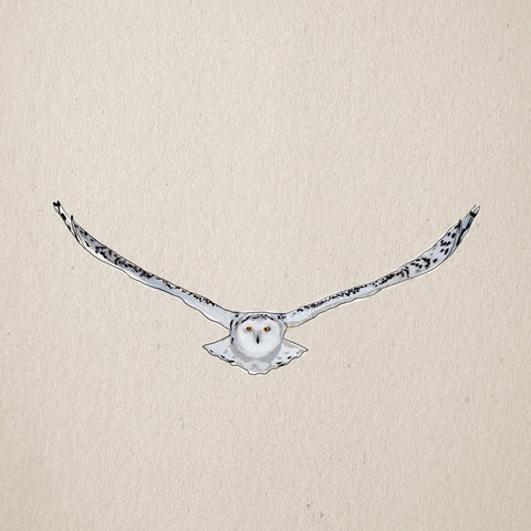 "Snowy Owl" Print